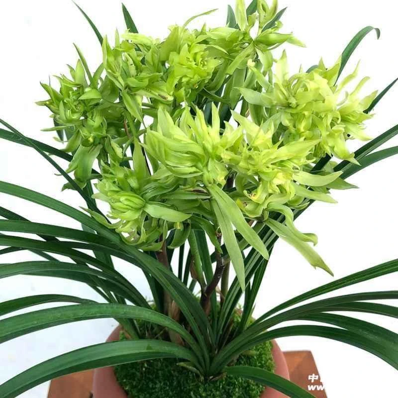 春兰浓香型奇花花开富贵2苗带花苞