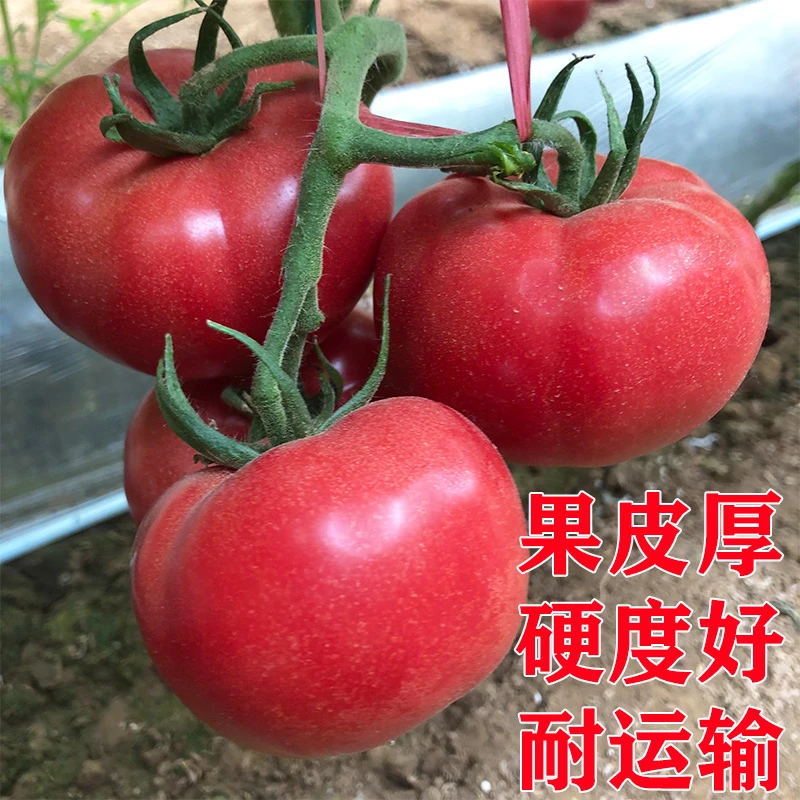 （粉亚特）大番茄种孑西红柿种子籽苗粉果蔬菜籽苗四季盆栽老品种