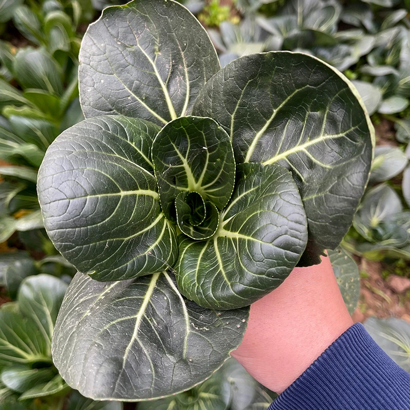 黑大头油菜四季阳台盆栽农家蔬菜孑