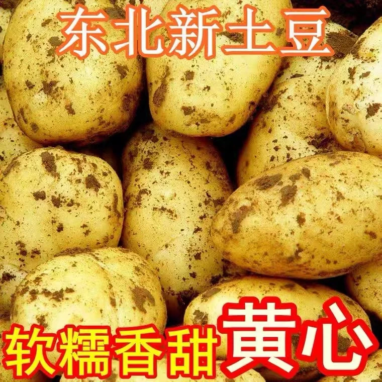 【大平书记专属】东北黄心马铃薯软糯香甜沙面土豆5斤9斤顺丰包邮