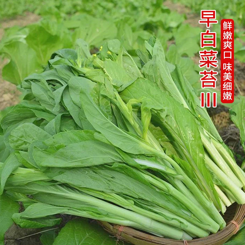 甜菜苔种子广东青菜苔种籽白菜苔菜心农家蔬菜阳台盆栽四季种孑