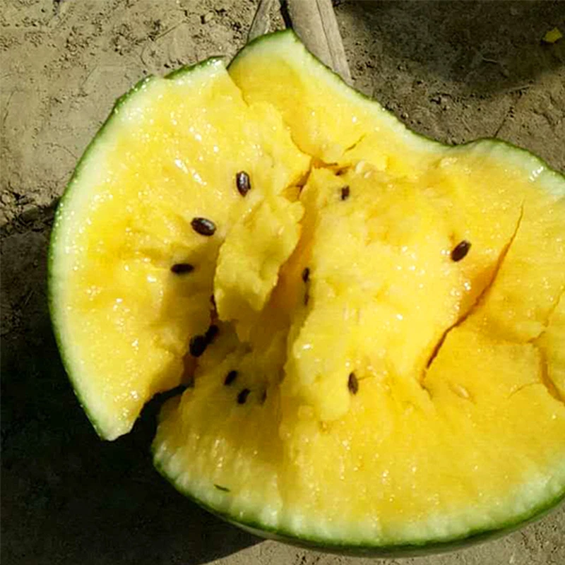 绿皮黄瓤羞月西瓜种子小凤礼品瓜盆栽春季夏秋四季水果高糖薄皮甜