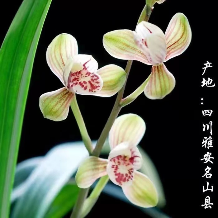 QINGYALANYUAN/清雅兰园建兰四季兰君荷2-4苗带花苞