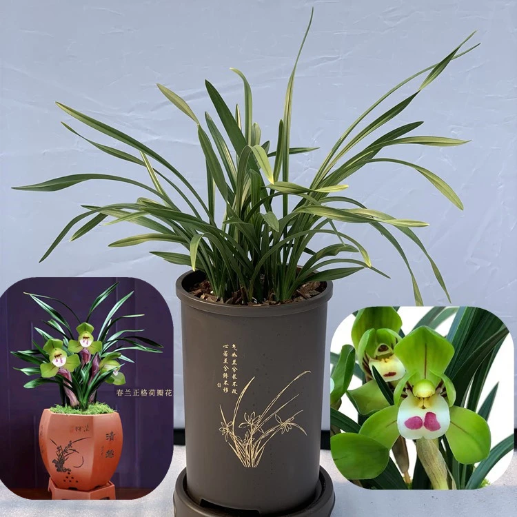 【直播福利兰花】盆栽兰花开花浓香型春节前后开花