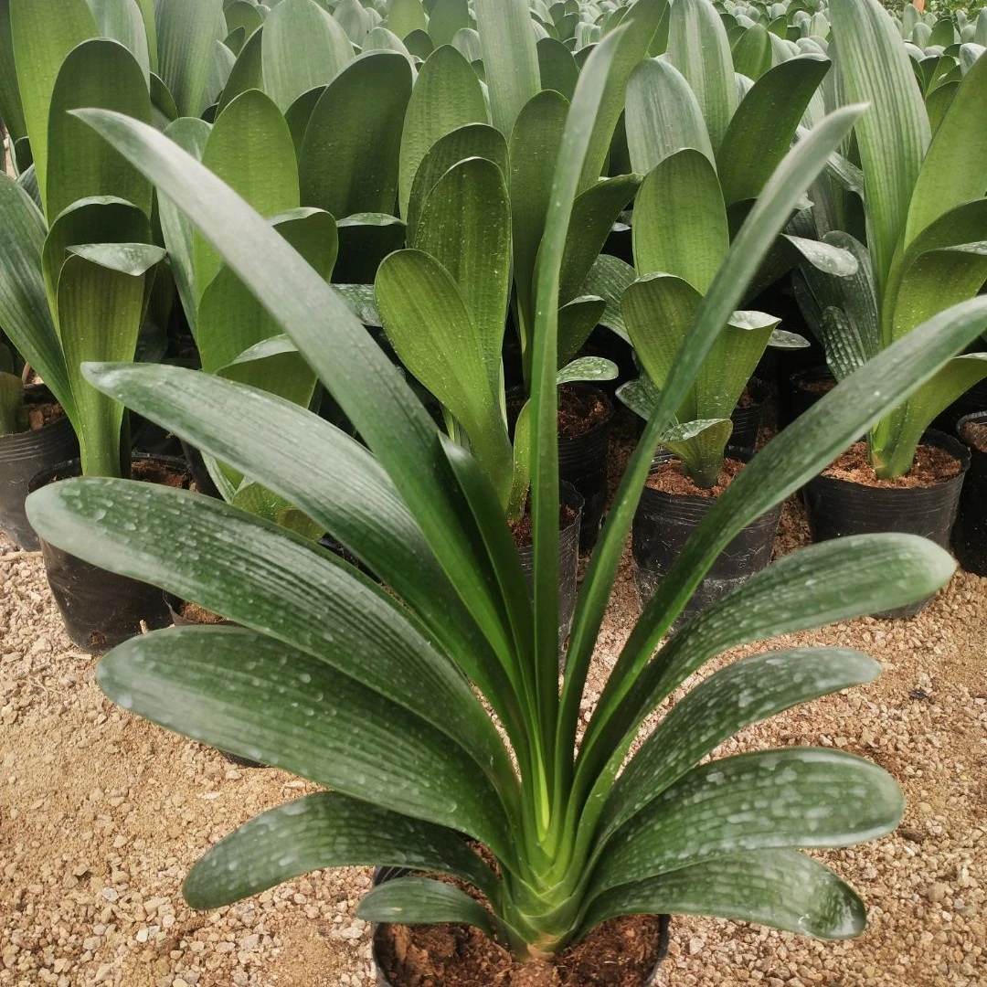 国兰品种君子兰当年开花盆栽绿植原盆原土发货