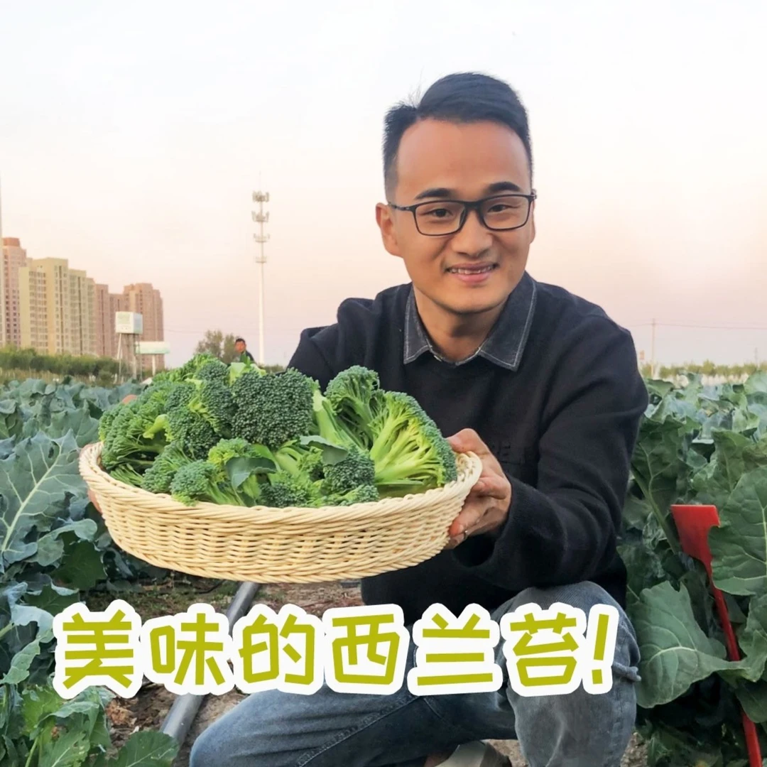 西兰苔种子种苗西兰苔种子种籽西兰花种籽苗芥蓝芥兰菜温室催芽