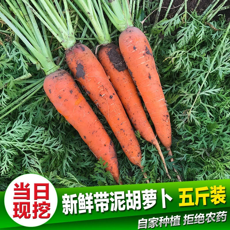 胡萝卜新鲜河南现挖现发农家自种红心水果红萝卜5斤包邮