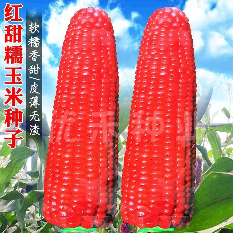 红甜糯玉米种子软粘香糯可口大棒高产易种蔬果玉米水果红玉米种籽