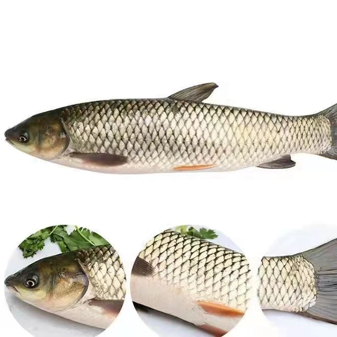 微山湖野生草鱼鲜活现杀现卖1250g~5000g包邮