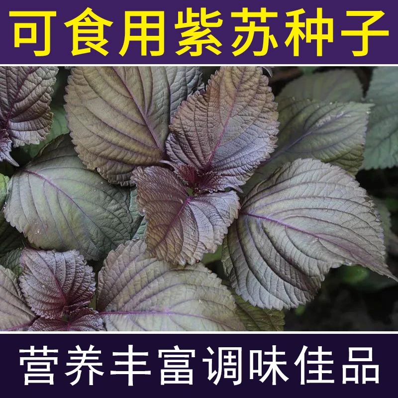 可食用紫苏种子双色苏子香料大叶紫苏阳台盆栽蔬菜四季籽种孑薄荷