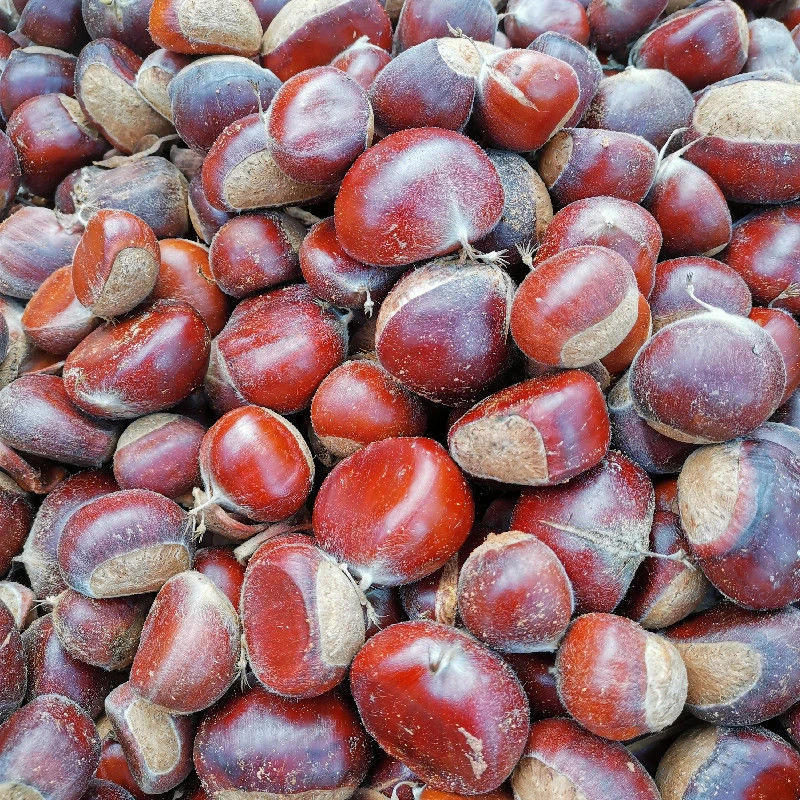 罗田四季田园正宗罗田网红板栗红壳新鲜原产地直发3斤5斤10斤