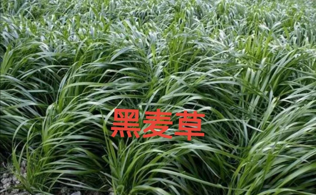 一年生黑麦草 牧草
