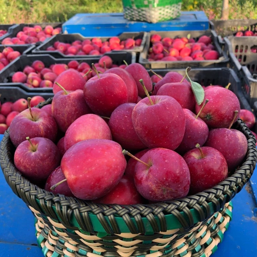 东北延边特产优选鸡心果应季水果新鲜锦绣海棠香妃海棠