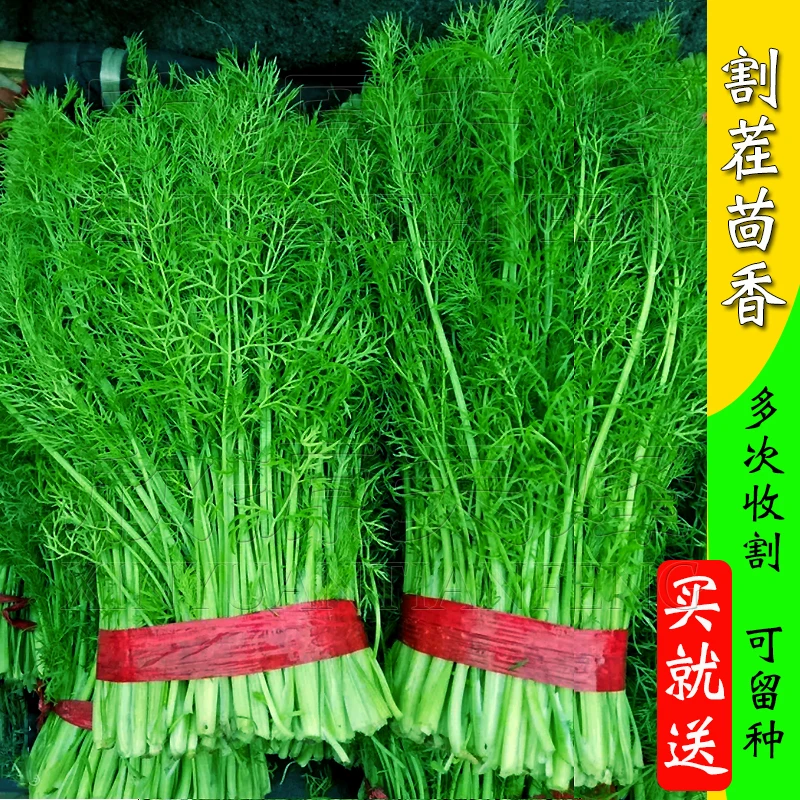 割茬茴香种子球茎小茴香种籽四季冬季菜种蔬菜阳台盆栽菜大孑菜籽