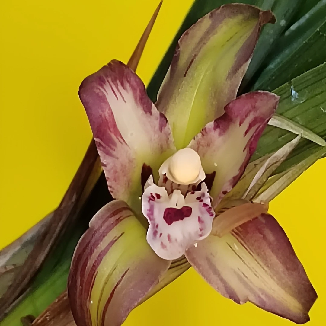 春兰【茗品】- 圣火