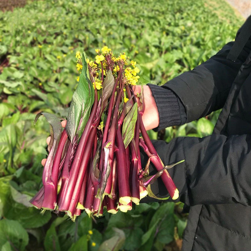 红菜苔种子菜苔脆嫩清香多茬采收
