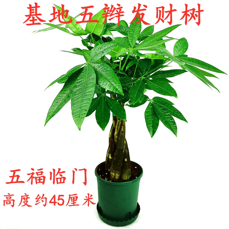 基地五辫发财树盆栽室内盆栽四季常青植物客厅绿植电视柜旁小盆景