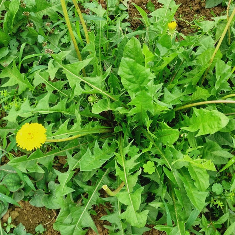 蒲公英种子婆婆丁种籽春秋冬季菜盆栽药用种植蔬菜种孑