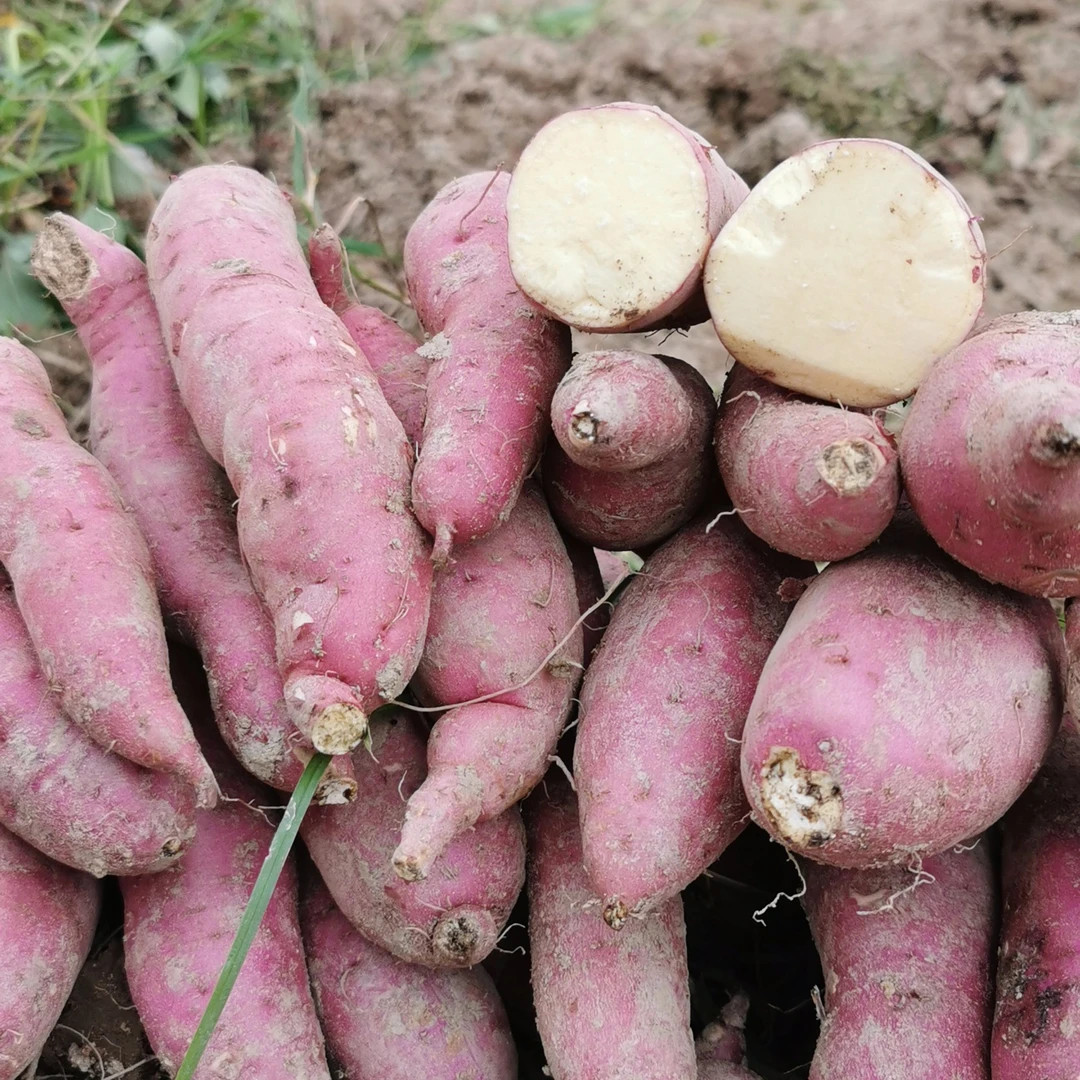 番薯红薯肇庆广宁农村板栗番薯栗子薯香甜可口