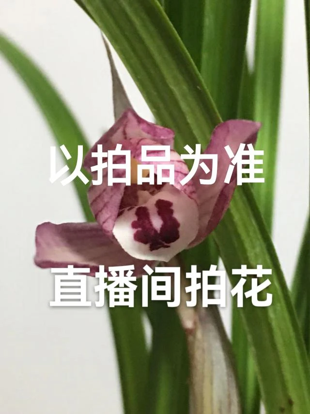 直播间拍兰花以拍品为准