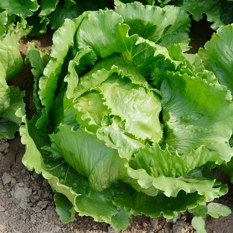 美湖生菜种子四季阳台盆栽农家蔬菜孑