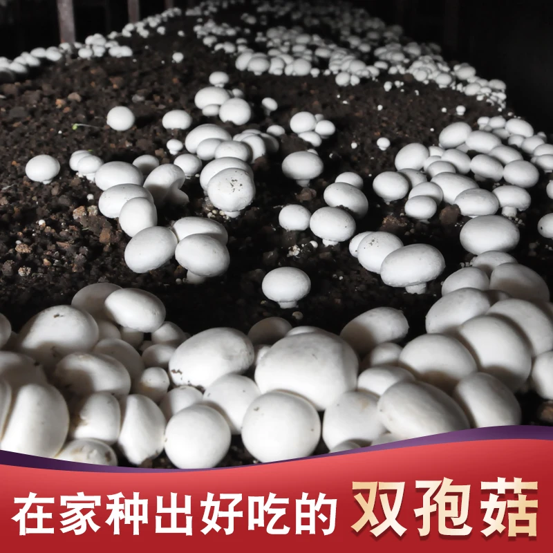双孢菇蘑菇菌包菌棒种植食用菌多肉植物盆栽口种植袋阳台网红包邮