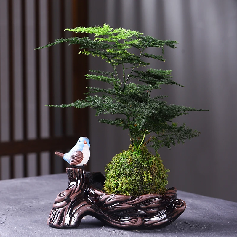 苔藓球文竹懒人自吸水植物好养盆栽【鸟窝盆带喜鹊】