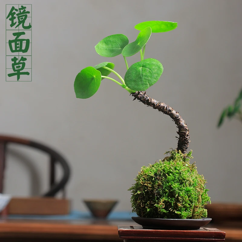 苔藓球 镜面草 网红苔玉球北欧风办公家居禅意茶桌办公桌盆栽好养
