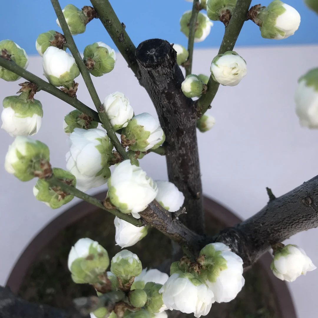 诗格 金钱绿萼梅 梅花老桩 耐寒耐热 造型树