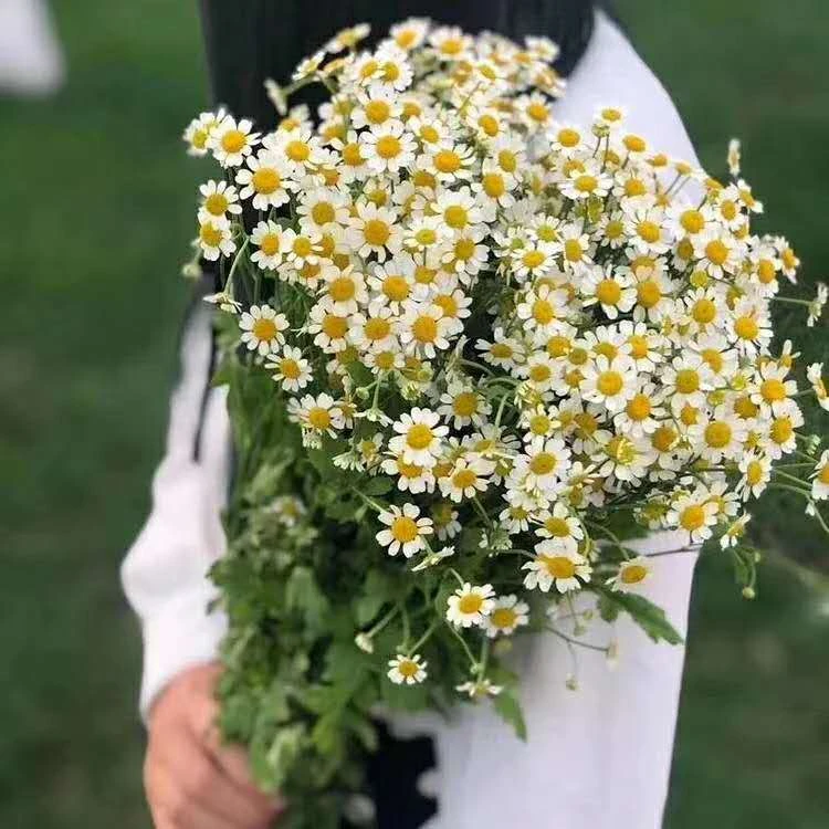 洋甘菊鲜花 白色洋甘菊 清香好闻花期长 包邮花材送养护保鲜剂