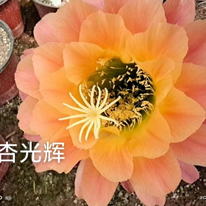 毛花柱-杏光辉仙人球侧芽自根多肉植物沙漠植物沙生植物