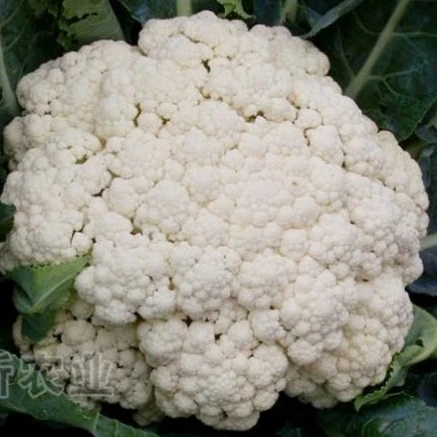 松花菜苗菜花苗西兰花苗西兰花苗菜花苗甘蓝苗蔬菜苗