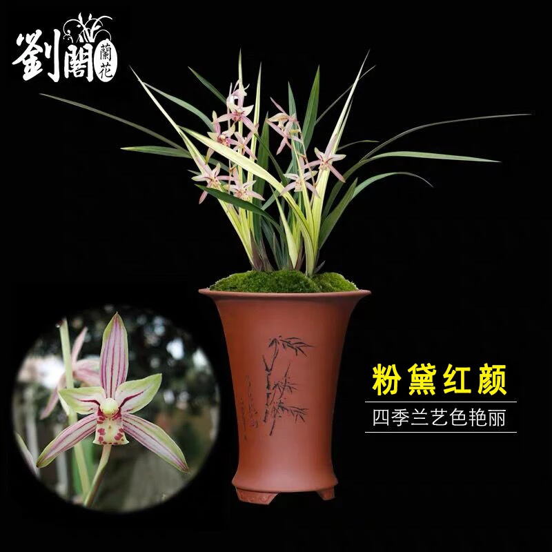 粉黛红颜 刘阁兰花苗 建兰四季兰 现带花苞浓香好养花卉绿植盆栽