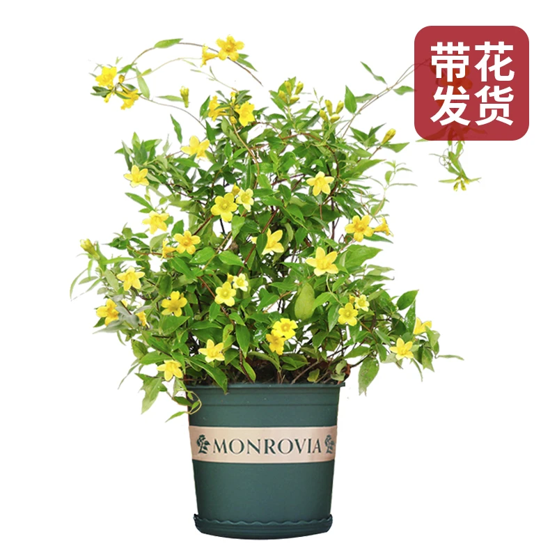 法国香水藤盆栽万里飘香藤四季花室内外花苗风车茉莉爬藤植物花卉