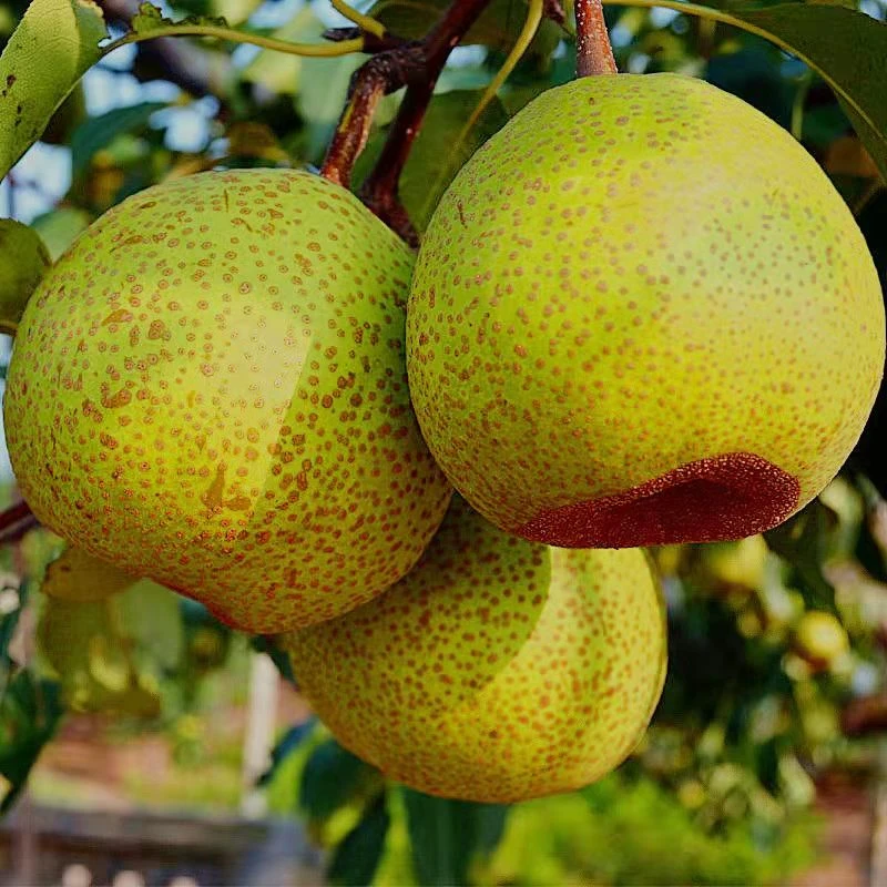 山东莱阳五龙河畔沙土种植 肉质细嫩 汁水丰富梨中上品 整箱5斤