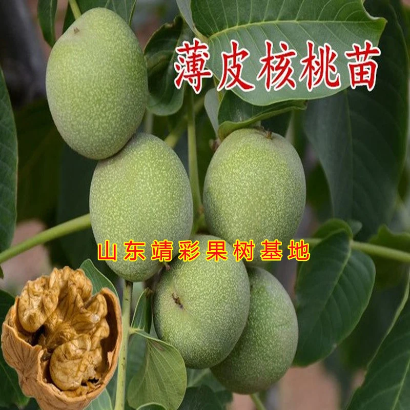 核桃苗  8518薄皮核桃 纸皮核桃 南北方种植 好养易活 核桃树苗