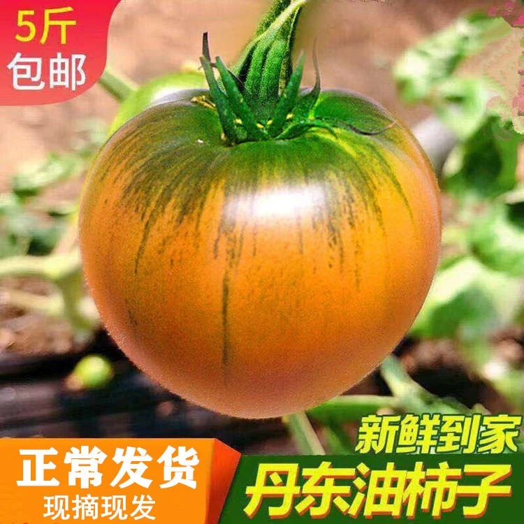 5斤包邮丹东特产铁皮柿子西红柿子油柿子草莓柿子铁柿子