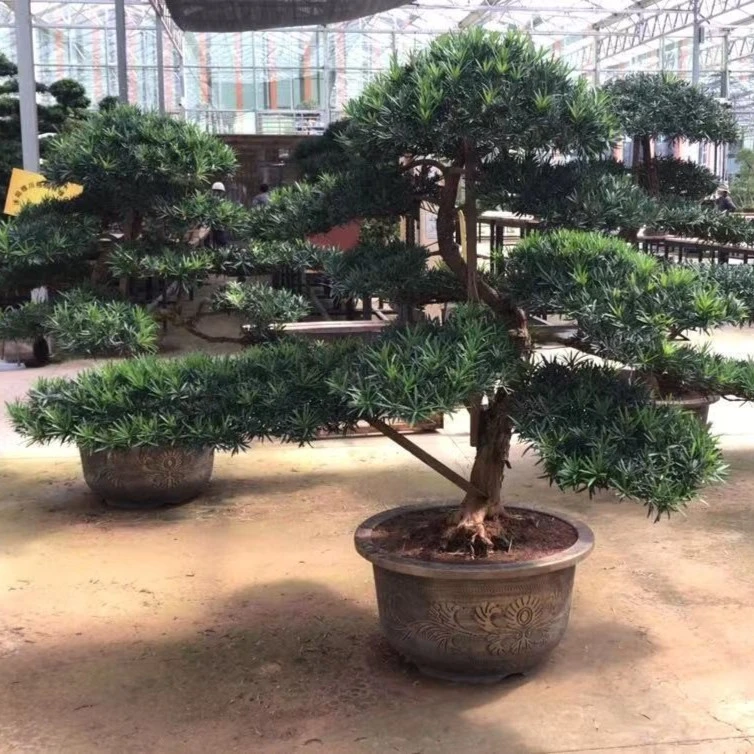 精品造型罗汉松盆栽地栽，庭院别墅美观大气