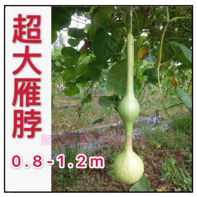 【55】雁脖三挺（分中号雁脖、超大雁脖）葫芦种子籽 特超大巨型葫芦丝