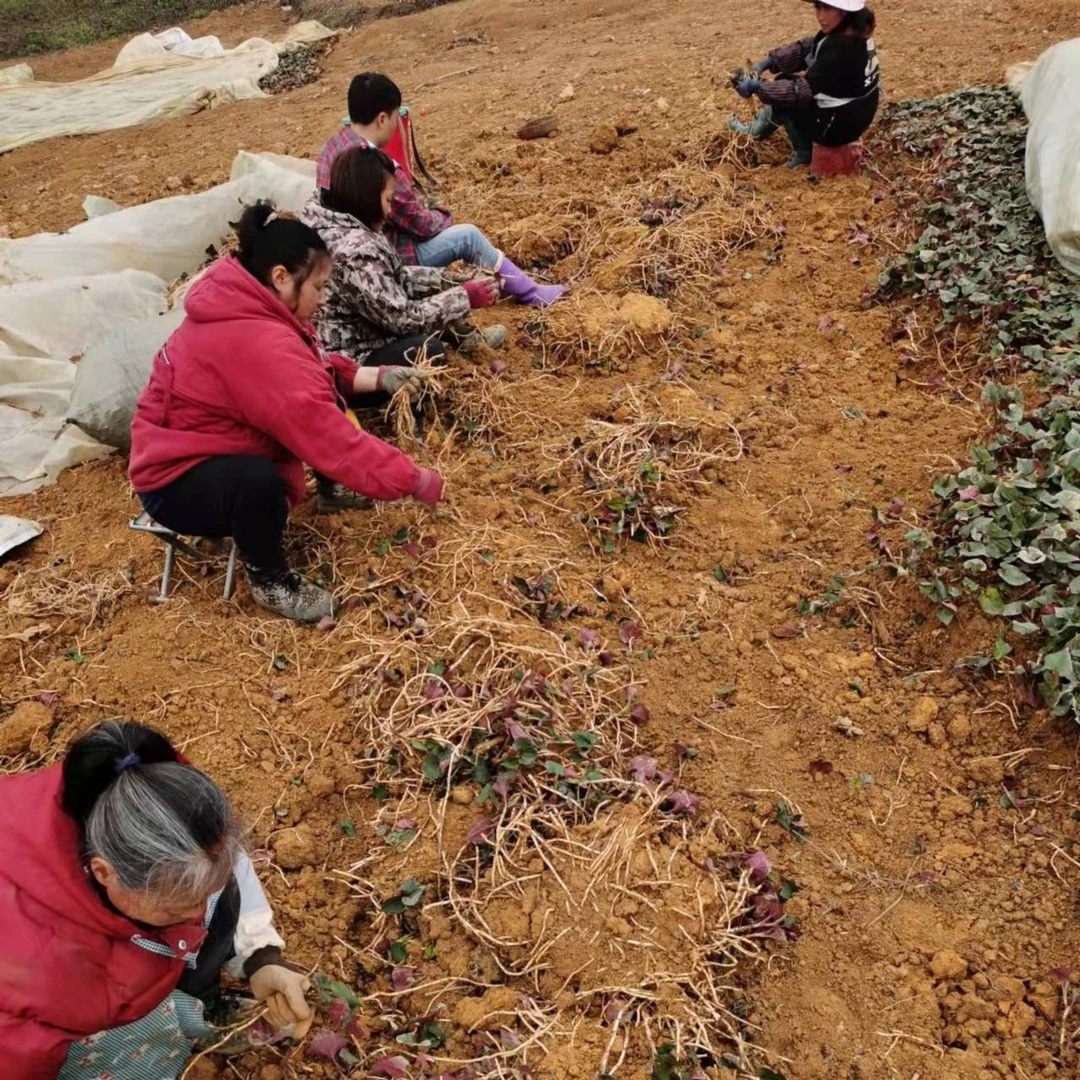 贵州 新鲜鱼腥草嫩根 折耳根凉拌节节根一斤
