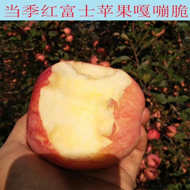 红富士陕西水果香甜多汁现采现发新鲜优质带皮特好吃净重10斤包邮