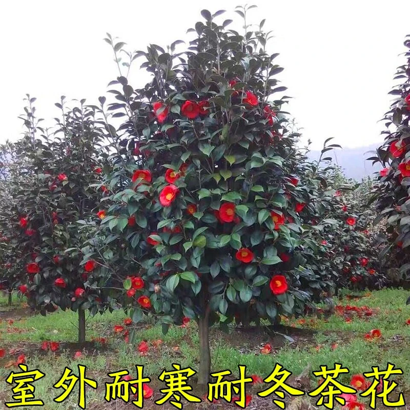 耐寒山茶花树苗庭院别墅耐冬茶花植物室外绿植大型四季常青