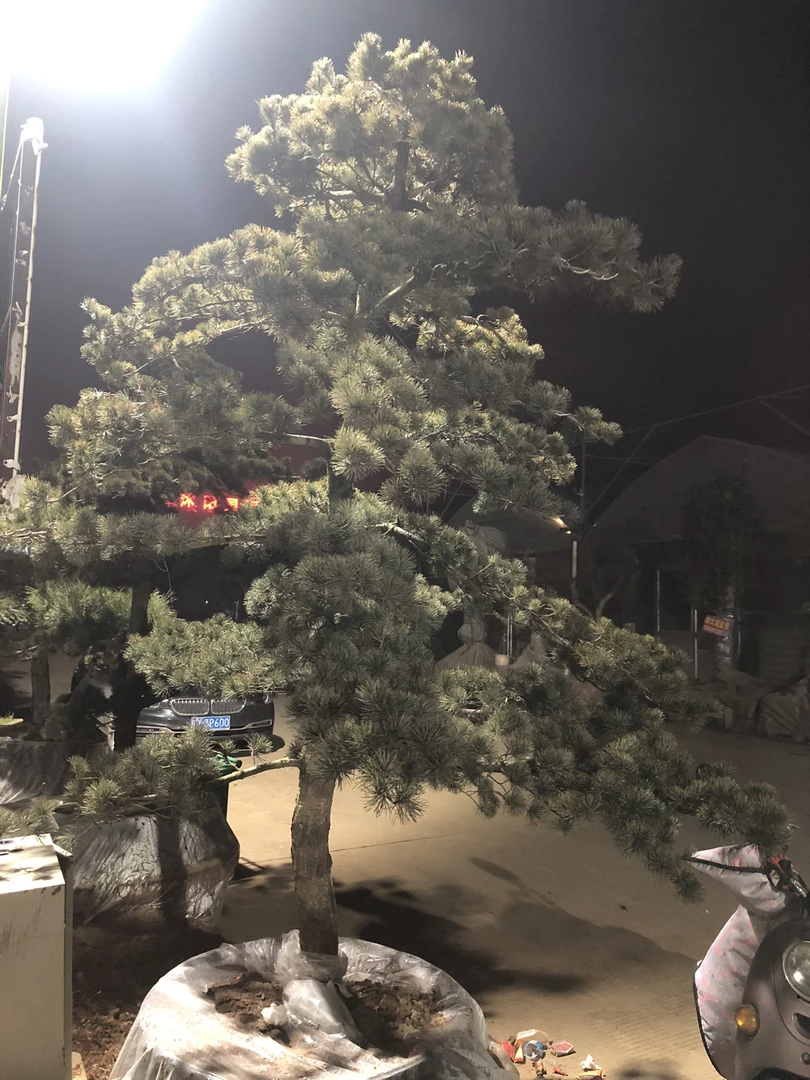 上等好货罗汉松五针松