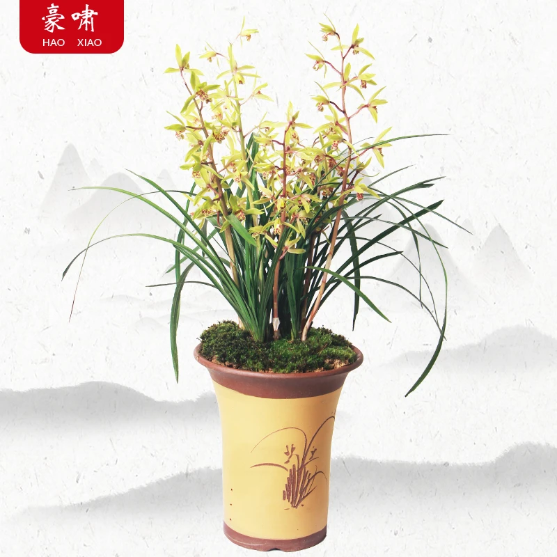兰花苗惠兰春兰名贵浓香型花卉四季常青绿植盆栽好养易活细叶兰草