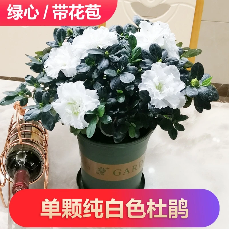 稀有名贵精品比利时白色杜鹃花盆栽花苗室内外花卉四季开花包邮