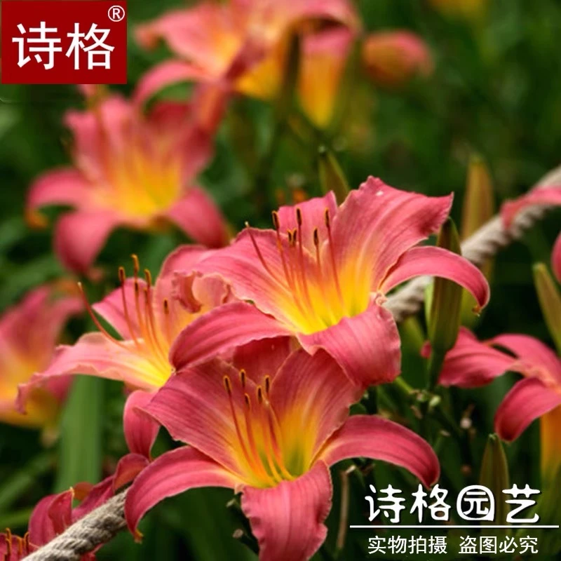 诗格萱草红宝石萱草大花萱草金娃娃萱草