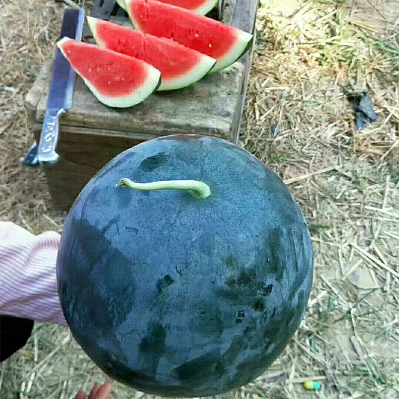 黑皮红瓤无籽西瓜种子巨型特大超甜南方水果籽盆栽春四季种孑