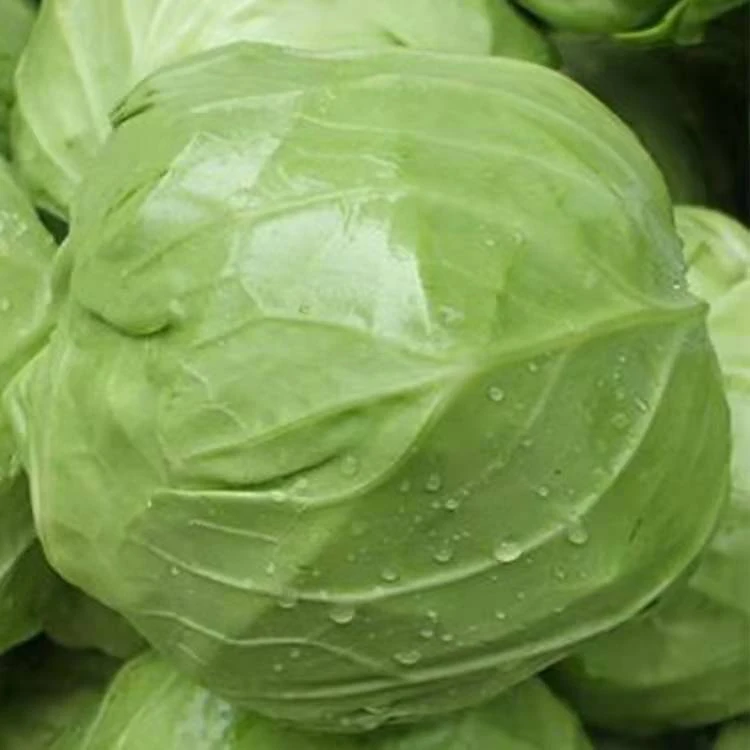 包菜种籽水果甘蓝种子甘兰春秋包菜春夏秋冬四季绿蔬菜种子菜籽