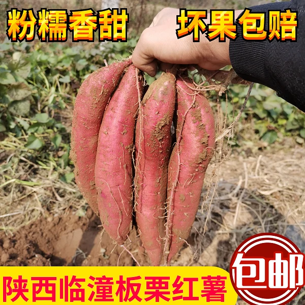 达人专属 陕西临潼板栗红薯 新鲜现挖 干面粉香甜烤地瓜  5斤/9斤