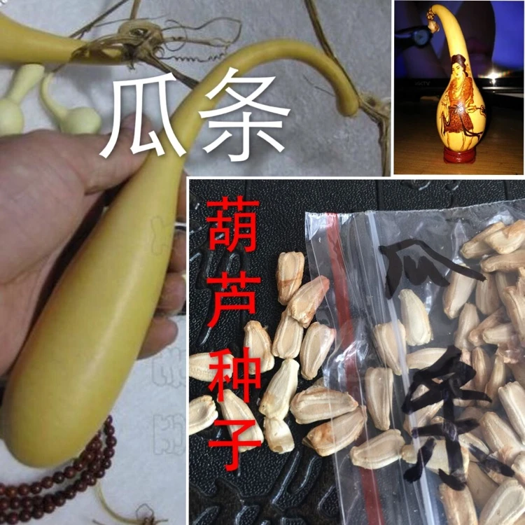 【34】小瓜条葫芦种子籽  文玩小葫芦盆栽手捻特超大巨型八宝葫芦丝